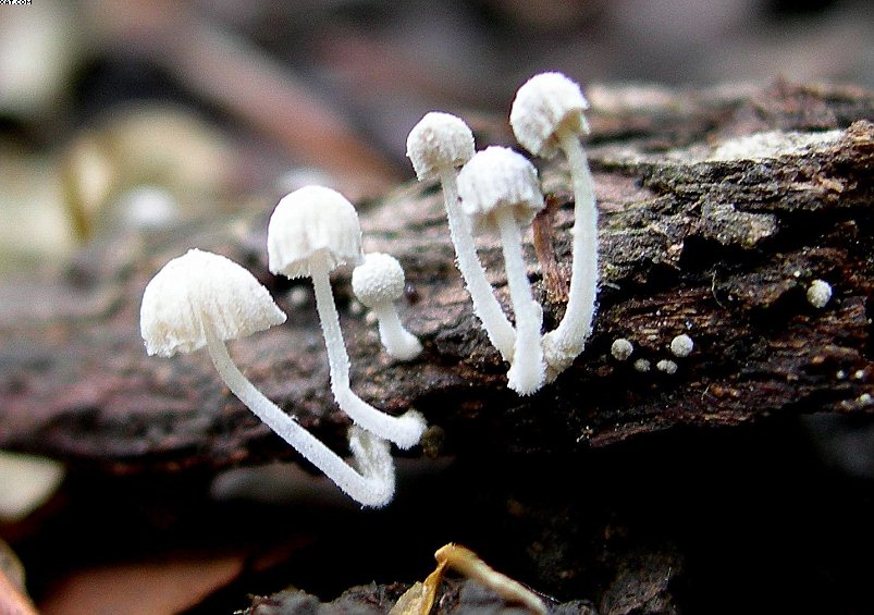 Mycena corynephora      Maas Geest.